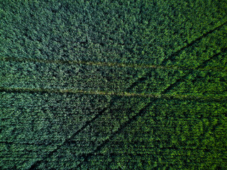 Obraz premium Background with green fields with vegetation and traces from tractor