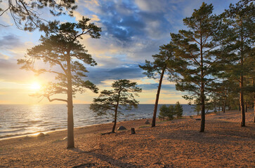 Obraz premium high pines near sea under bright sunset