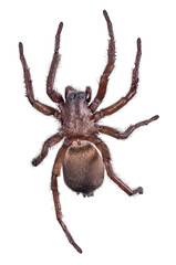 dark brown wolf spider top view