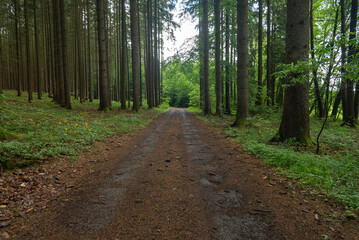 Rural road in dense forest. Bavaria, Germany
