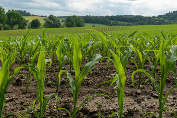Rural fields sown with corn. Bavaria, Germany