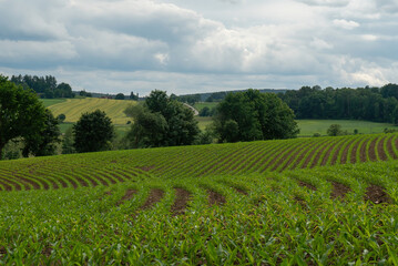 Fototapeta na wymiar Rural fields sown with corn. Bavaria, Germany