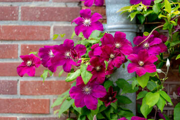 Selective focus of purple flowers creeping on the brick wall, Clematis patens is a species of perennial plant in the genus Clematis in the Ranunculaceae family, Nature floral background.