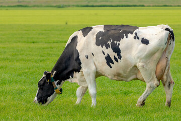 Black and white Dutch cow standing and nibbling fresh grass on green meadow, Typical summer polder...