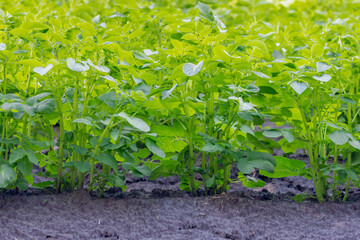 Selective focus of young green potato plant growing in the field, The potato is a root vegetable, A starchy tuber of the plant Solanum tuberosum, Agriculture and farm industry, Nature background.