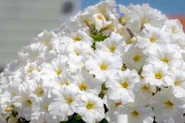Selective focus of white flower in the garden with green leaves, Ornamental Petunia flowering plants a genus in the family Solanaceae, Subfamily Petunioideae, Nature floral background.