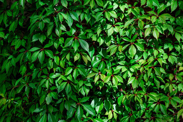 Fototapeta na wymiar Selective focus of green leaves with sunlight, Parthenocissus quinquefolia or Virginia creeper is a species of flowering plant in the grape family Vitaceae, Greenery nature pattern texture background.
