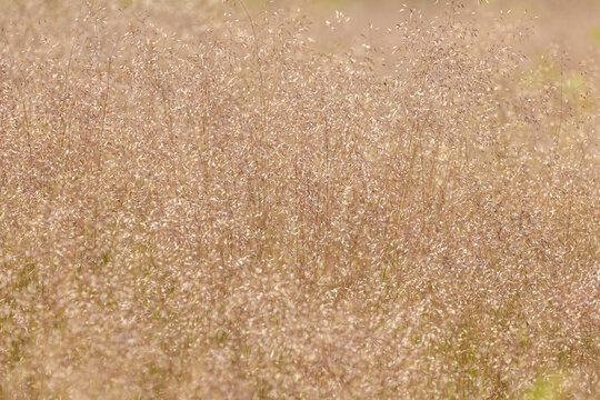 Selective focus of fluffy grass flowers Yorkshire fog, Holcus lanatus is a perennial grass, The specific epithet lanatus is Latin for woolly which describes the plant hairy texture, Nature background.