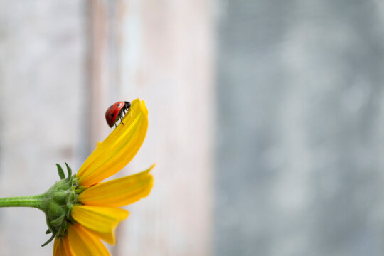 little ladybird sits on a yellow flower on a sunny summer day, joy concept