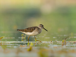 Beautiful nature scene with bird Wood sandpiper (Tringa glareola). Wildlife shot of Wood sandpiper (Tringa glareola) on the pond. Wood sandpiper (Tringa glareola) in the nature habitat.