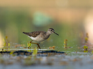 Beautiful nature scene with bird Wood sandpiper (Tringa glareola). Wildlife shot of Wood sandpiper (Tringa glareola) on the pond. Wood sandpiper (Tringa glareola) in the nature habitat.
