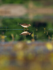 Beautiful nature scene with bird Wood sandpiper (Tringa glareola). Wildlife shot of Wood sandpiper...