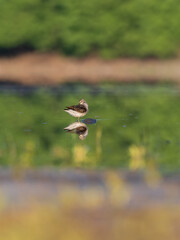Beautiful nature scene with bird Wood sandpiper (Tringa glareola). Wildlife shot of Wood sandpiper (Tringa glareola) on the pond. Wood sandpiper (Tringa glareola) in the nature habitat.