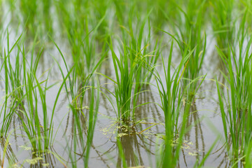 Naklejka premium 田植え
