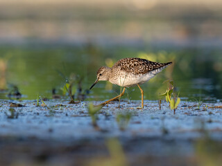 Beautiful nature scene with bird Wood sandpiper (Tringa glareola). Wildlife shot of Wood sandpiper (Tringa glareola) on the pond. Wood sandpiper (Tringa glareola) in the nature habitat.