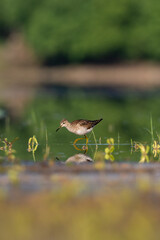 Beautiful nature scene with bird Wood sandpiper (Tringa glareola). Wildlife shot of Wood sandpiper (Tringa glareola) on the pond. Wood sandpiper (Tringa glareola) in the nature habitat.