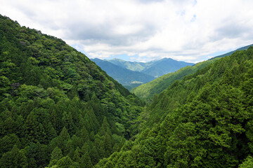 Fototapeta na wymiar 青々と生い茂る山々の森の木々