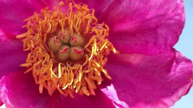 Bud of a wild peony or Paeonia anomala close-up on a bright sunny day