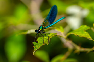 Blue-winged dragonfly perched on a green branch. Insects of rivers and lakes. Devil's horse. - obrazy, fototapety, plakaty