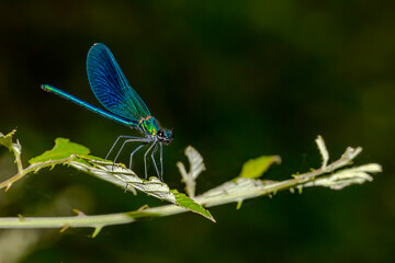 Blue-winged dragonfly perched on a green branch. Insects of rivers and lakes. Devil's horse.