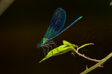 Blue-winged dragonfly perched on a green branch. Insects of rivers and lakes. Devil's horse.