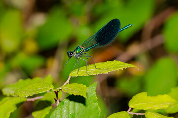 Blue-winged dragonfly perched on a green branch. Insects of rivers and lakes. Devil's horse.