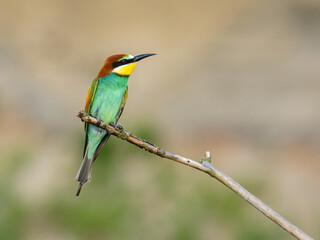 Beautiful nature scene with bird European bee-eater (Merops apiaster). Wildlife shot of European bee-eater (Merops apiaster). European bee-eater (Merops apiaster) in the nature habitat.