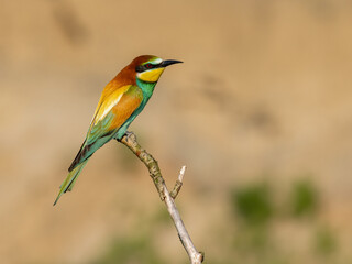 Beautiful nature scene with bird European bee-eater (Merops apiaster). Wildlife shot of European bee-eater (Merops apiaster). European bee-eater (Merops apiaster) in the nature habitat.