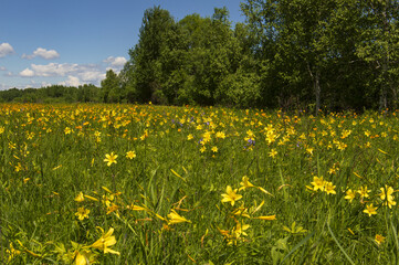 Fototapeta premium the yellow lily blooms in the field