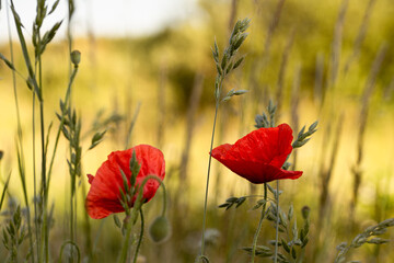 Obraz premium Poppies that are no longer there...