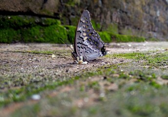 butterfly on a flower