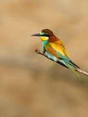 Beautiful nature scene with bird European bee-eater (Merops apiaster). Wildlife shot of European bee-eater (Merops apiaster). European bee-eater (Merops apiaster) in the nature habitat.