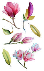 Big set of blooming magnolia isolated on white background. Hand draw watercolor illustration