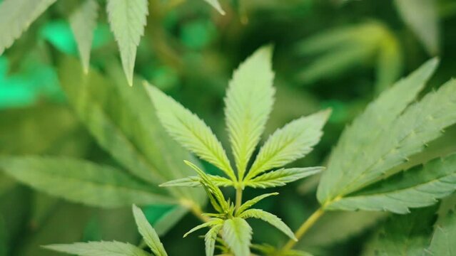 Closeup photo of a green fresh weed leaf. Cannabis CBD CBG plant. . High quality 4k footage