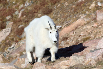 Obraz na płótnie Canvas Mountain Goat, Yellowstone National Park, Wyoming USA 