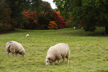 Sheep grazing in farm field in Welsh countryside in Autumn