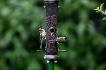 Parus Major, commonly known as Great Tits, perched on a garden bird feeder in a Sussex garden