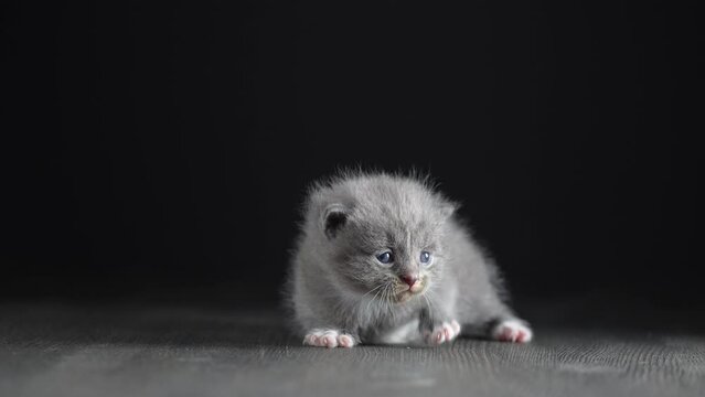 Little newborn gray kitten are waiting for the cat. Cute funny home pets. Close up domestic animal. Kitten at two weeks old of life