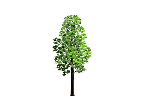 redwood tree vector illustration with hand drawing style