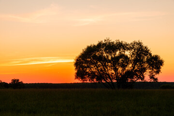 Fototapeta premium Another sunset for this tree