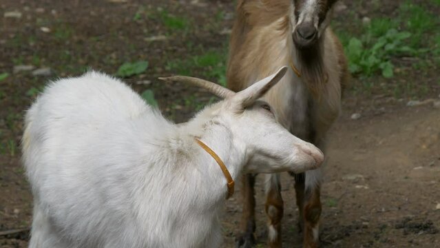 Goats are standing in the meadow. Goats in the natural environment. Goat scratches its head.