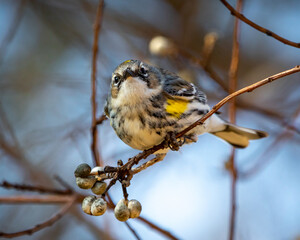 Lowcountry Birds