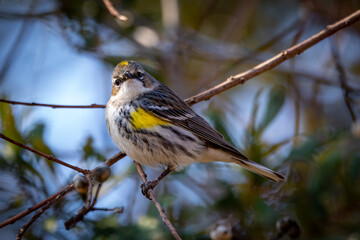 Lowcountry Birds