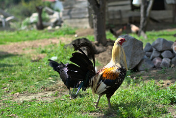 Rooster and black hen walking on the grass