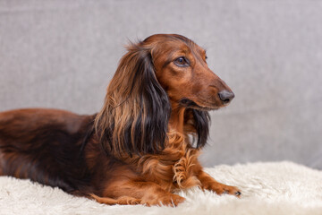 brown dachshund with long ears lies at home on a couch, dog place