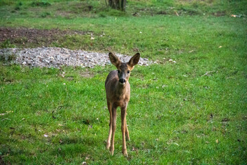 Rehkitz auf einer Wiese