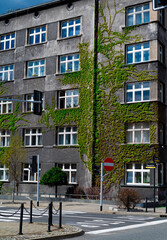 Fototapeta na wymiar 2022-04-17 ivy plant wraps around a multi-storey building katowice poland