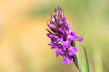 Macro shot of a southern marsh orchid (dactylorhiza praetermissa) flower