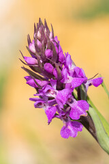 Macro shot of a southern marsh orchid (dactylorhiza praetermissa) flower