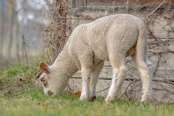 Obraz premium Small and young lamb in pasture in spring.